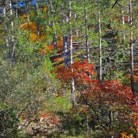 Осенний интерьер горного леса :: Юрий Яловенко