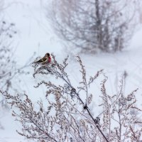 Малышка чечетка :: Нина Кутина