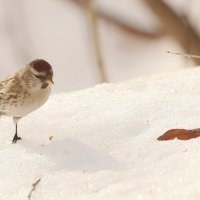 Чечетка и листик :: Светлана 