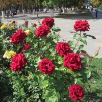 Октябрь, а розы ещё цветут. :: Нина Акарцева 