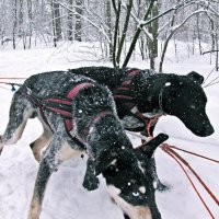 ДЮСКЦ  Северный - питомник северных ездовых собак :: Евгений Кочуров