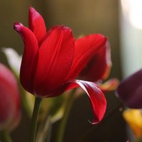 На языке цветов, тюльпан, означает объяснение в любви :: ZNatasha -