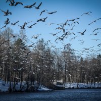 Февральский Хичкок на Белом озере. :: Евгения Кирильченко