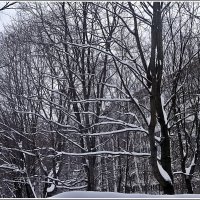 Снег на деревьях :: Вера 