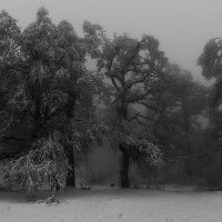 туманное настроение зимы :: Igor Konstantinov 