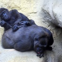 Черные гориллы :: Ольга (crim41evp)