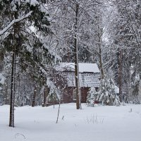 У леса на опушке... :: Инна Щелокова