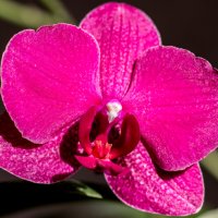 Цветок орхидеи :: yav 110455