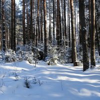 В зимнем лесу :: Милешкин Владимир Алексеевич 