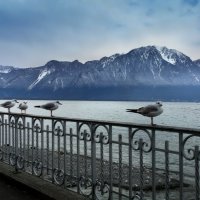 зима на Женевском озере :: Elena Wymann