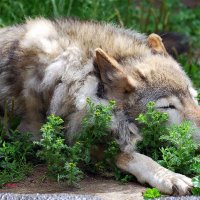 Серый волк :: Ольга (crim41evp)
