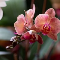 Орхидея фиолетовая :: Николай Малявко