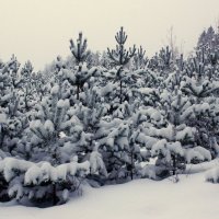Поет зима — аукает, мохнатый лес баюкает стозвоном сосняка. :: Анна Суханова
