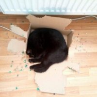 Кошка сама разгрызла коробку :: Татьяна Гусева