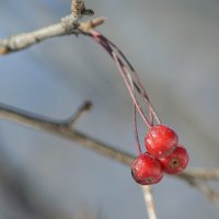 Яблочки. :: Виктор Иванович Чернюк