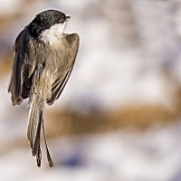 Танго синиц . :: Евгений Ананевский