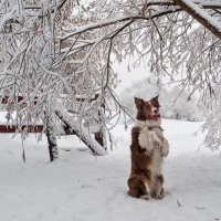 А снег-то вкусный! :: Ирина Данилова