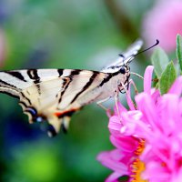 Бабочка на цветке :: Валентин Семчишин