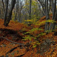 Кавказская осень........ :: Юрий Цыплятников