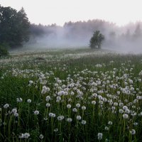 Вечерний туман... :: Юрий Куликов
