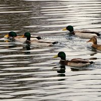 Дикие утки на городских водоёмах :: Милешкин Владимир Алексеевич 