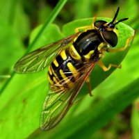 Журчалка.Chrysotoxum fasciatum (Müller, 1764 :: vodonos241 