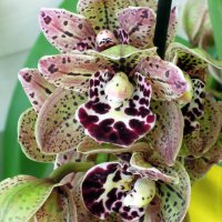 Прекрасны цветы орхидеи... :: Тамара Бедай 