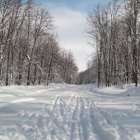 На лыжных трассах февраля.. :: Андрей Заломленков