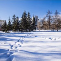 Следы на снегу :: Александр Ширяев