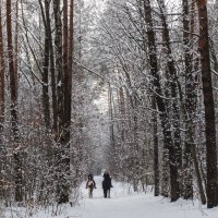Встреча в зимнем лесу.. :: Андрей Нибылица