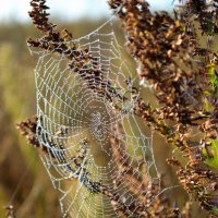 Кружево :: Василий Ипатов