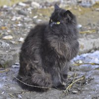 Черный кот здесь Я ! :: Ольга Винницкая (Olenka)