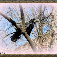 Птичка на дереве :: Нина Бутко