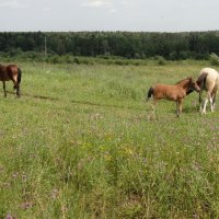 На лугу :: Ольга Довженко