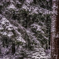 В зимнем лесу. :: Владимир Орлов