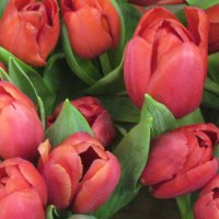 Тюльпаны в феврале :: Маера Урусова