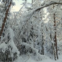 Зимний лес в объятьях тишины. :: Валентина Жукова