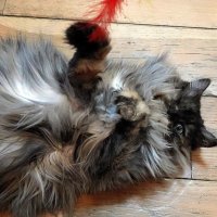 РУСЯ самая спокойная кошка в котокафе. :: Татьяна Помогалова