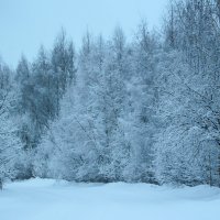 После снегопада :: Елена Верховская