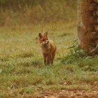 Туманным утром на промысле :: Сергей Лычагин