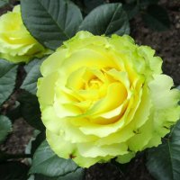 Жёлтые розы – солнышка лики :: Ольга Довженко