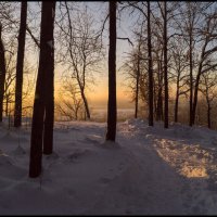 Утро в лесу :: Алексей Патлах