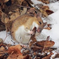 Мышь зимняя :: Евгений Кочуров