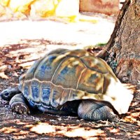 Гигантская черепаха :: Лариса 