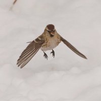 Чечетка :: Светлана 