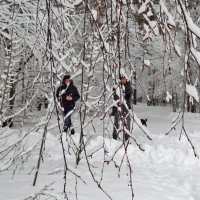 в зимнем лесу :: Валентина. .