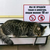 1 марта - День кошек. :: Сергей Ключарёв