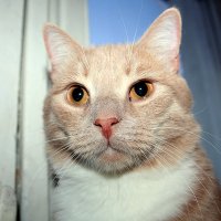 Етишкин кот))), подул кот..2 марта ,за окном -16 !!!!! :: Любовь 