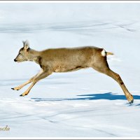 Косуля. :: Ольга Митрофанова