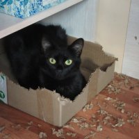 Дусенька!) Кошка - строитель своих домиков из коробок) :: Татьяна Гусева